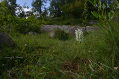 Habenaria roxburghii